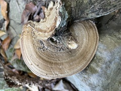 Inonotus rodwayi