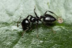 Crematogaster laeviceps