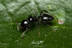 Crematogaster laeviceps