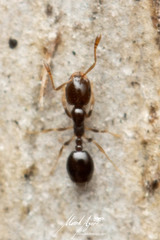 Monomorium sydneyense