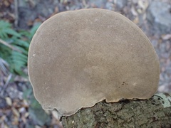 Inonotus rodwayi