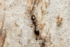 Monomorium sydneyense