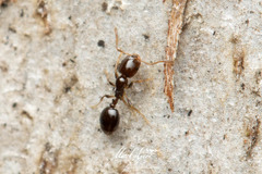Monomorium sydneyense