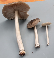 Amanita craseoderma