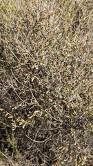 Lonicera subspicata denudata