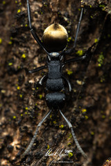 Polyrhachis euterpe