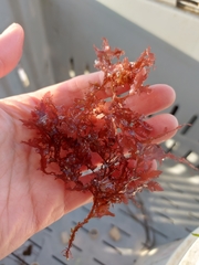 Phycodrys rubens