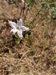 Nicotiana repanda