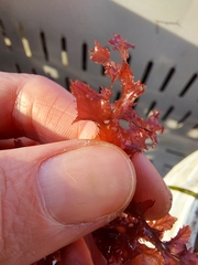 Phycodrys rubens