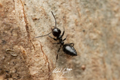 Technomyrmex sophiae