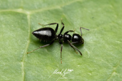 Technomyrmex sophiae