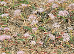 Allium anceps