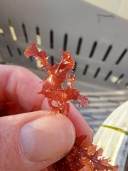 Phycodrys rubens