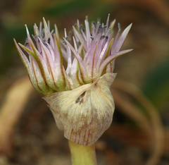 Allium anceps