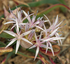 Allium anceps