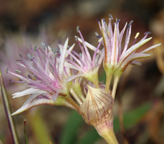 Allium anceps