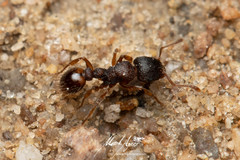 Tetramorium impressum