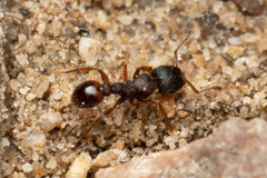 Tetramorium impressum