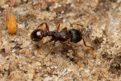 Tetramorium impressum