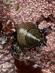 Calliostoma ligatum