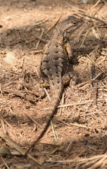 Sceloporus occidentalis