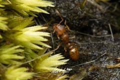 Tetramorium simillimum