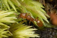 Tetramorium simillimum