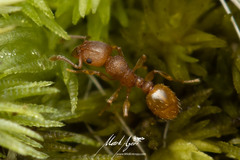 Tetramorium simillimum