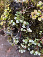 Kelleria laxa