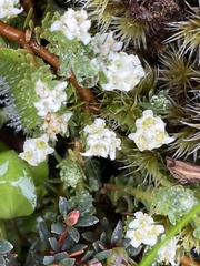 Kelleria laxa
