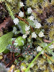 Kelleria laxa