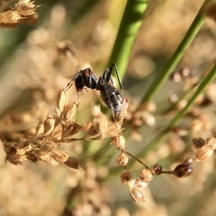 Myrmophyma