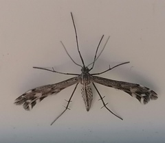 Singularia alternaria