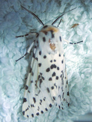 Alpenus