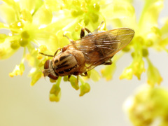 Brachyopa vacua