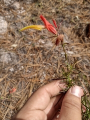 Castilleja linifolia