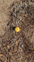 Cucurbita foetidissima