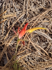 Castilleja linifolia
