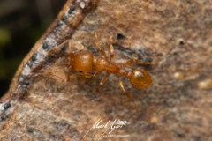 Tetramorium simillimum