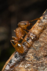 Tetramorium simillimum