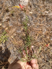 Castilleja linifolia
