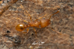Tetramorium simillimum
