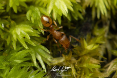 Tetramorium simillimum