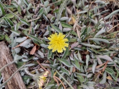 Pilosella officinarum