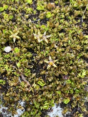 Stackhousia minima