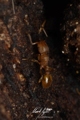 Tetramorium simillimum