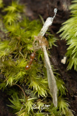 Tetramorium simillimum