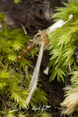 Tetramorium simillimum