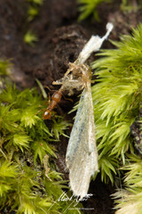 Tetramorium simillimum