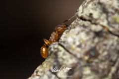 Tetramorium simillimum